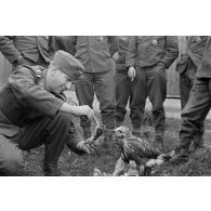 Un sous-officier (Unteroffizier), fauconnier de la Luftwaffe. nourrit un faucon apprivoisé.