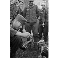 Un sous-officier (Unteroffizier), fauconnier de la Luftwaffe. nourrit un faucon apprivoisé.