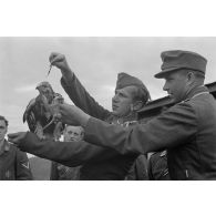 Un fauconnier, sous-officier (Unteroffizier) de la Luftwaffe, nourrit un faucon apprivoisé.