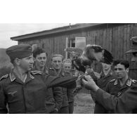 Un fauconnier, sous-officier (Unteroffizier) de la Luftwaffe, nourrit un faucon apprivoisé.