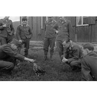 Un fauconnier, sous-officier (Unteroffizier) de la Luftwaffe, nourrit un faucon apprivoisé.
