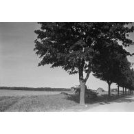 Chars Panzer II (Pz-II) au bord d'une route, entre des arbres.