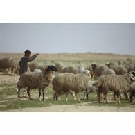 Jeune bédouin irakien au milieu de son troupeau de moutons dans le désert, près de l'Axe Texas au nord d'Al Salman.