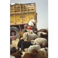 Près de l'Axe Texas, deux petits enfants irakiens se tiennent près d'un camion, derrière un troupeau de moutons.