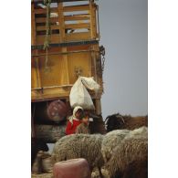 Près de l'Axe Texas, deux petits enfants irakiens se tiennent près d'un camion, derrière un troupeau de moutons.
