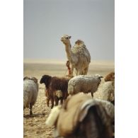 Un troupeau de moutons et un dromadaire près de l'axe Texas.