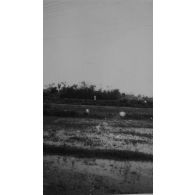 Au Tonkin. Les rizières. [légende d'origine]