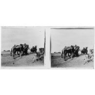 Puits de 40 m - chameau tire corde. [légende d'origine]<br>