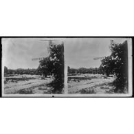 Jardin au Dahomey entouré bananiers, papayes, goyaves, avocats, mangues. [légende d'origine]