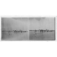 Convois de ravitaillement arrivant à Agadès. [légende d'origine]