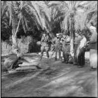 Une ferme à Ouargla.