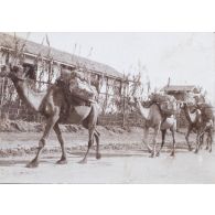 Chameaux. Devant le camp du 43 à Beyrouth. [légende d'origine]