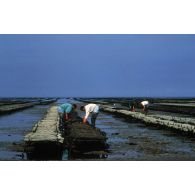 Grandcamp-Maisy (14). L'ostréiculture.