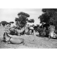 République du Niger, Zinder, décembre 1953. Scène de marché.