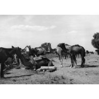 République du Niger, Zinder, décembre 1953. Au marché. Dromadaires.