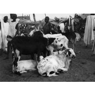 République du Niger, Zinder, 1954. Marché de Myrriha. Moutons à poil long.