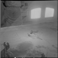 Dissection d'un cœur d’animal. [Description en cours]