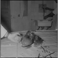 Dissection d'un cœur d’animal. [Description en cours]