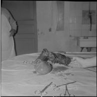 Dissection d'un cœur d’animal. [Description en cours]