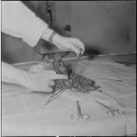 Dissection d'un cœur d’animal. [Description en cours]