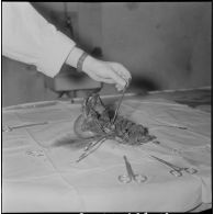 Dissection d'un cœur d’animal. [Description en cours]