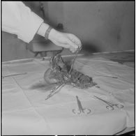 Dissection d'un cœur d’animal. [Description en cours]