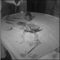 Dissection d'un cœur d’animal. [Description en cours]