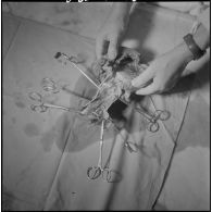 Dissection d'un cœur d’animal. [Description en cours]