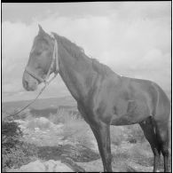 Vie quotidienne militaire. [Description en cours]