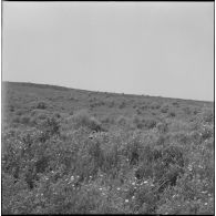 Harka du 2/16e RIC en opération. [Description en cours]