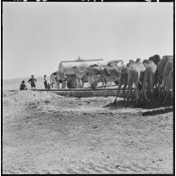 Colomb-Béchar. Des dromadaires se désaltèrent à côté d'un camion-citerne.