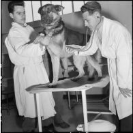 Le camp du 541e groupe vétérinaire (GV). Infirmerie.