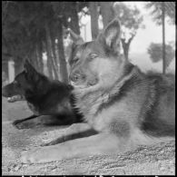 Le camp du 541e groupe vétérinaire (GV). Types de chiens.