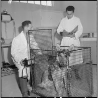 Le camp du 541e groupe vétérinaire (GV). Infirmerie.