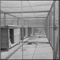 Le camp du 541e groupe vétérinaire (GV). Différents types de niches.