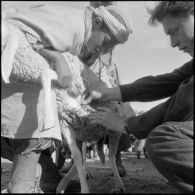 Lagouat. Vaccination d'un troupeau.
