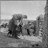 Lagouat. Vaccination d'un troupeau.