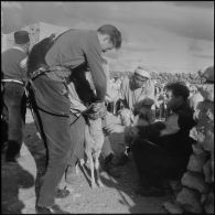 Lagouat. Vaccination d'un troupeau.