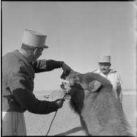 In Amenas. Un chef de centre administratif saharien (CAS) visite ses citoyens. Il ouvre la bouche d'un chameau.