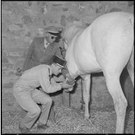 Le vétérinaire vérifie l'état des sabots d'un cheval.