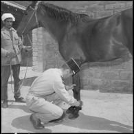 Le vétérinaire vérifie l'état des sabots d'un cheval.