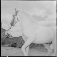 Un cheval de l'écurie, âgé de 10 ans.