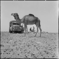 Djanet. Piste de l'Assakao.