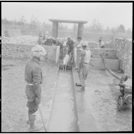 Après la purge, le mouton est jeté dans le bain.