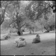 Un troupeau, sous les oliviers aux alentours de Cheurfa.