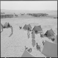 El Oued. Campement des méharistes devant les troupeaux de chameaux et dromadaires.