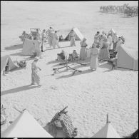 El Oued. Campement des méharistes devant les troupeaux de chameaux et dromadaires.