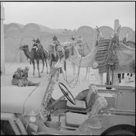 El Oued. Le peloton de méharistes devant la brigade.