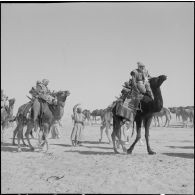 El Oued. Les méharistes viennent visiter un troupeau de chameaux.
