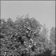 Les Vergers d'Oued-Fodda. Les orangers.